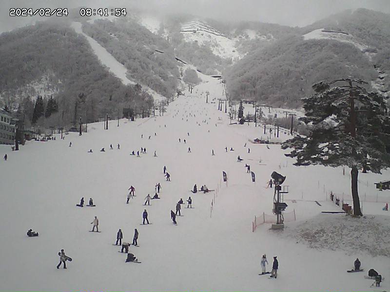 Hakuba Sanosaka 60cm / Overcast, SKI REPORT